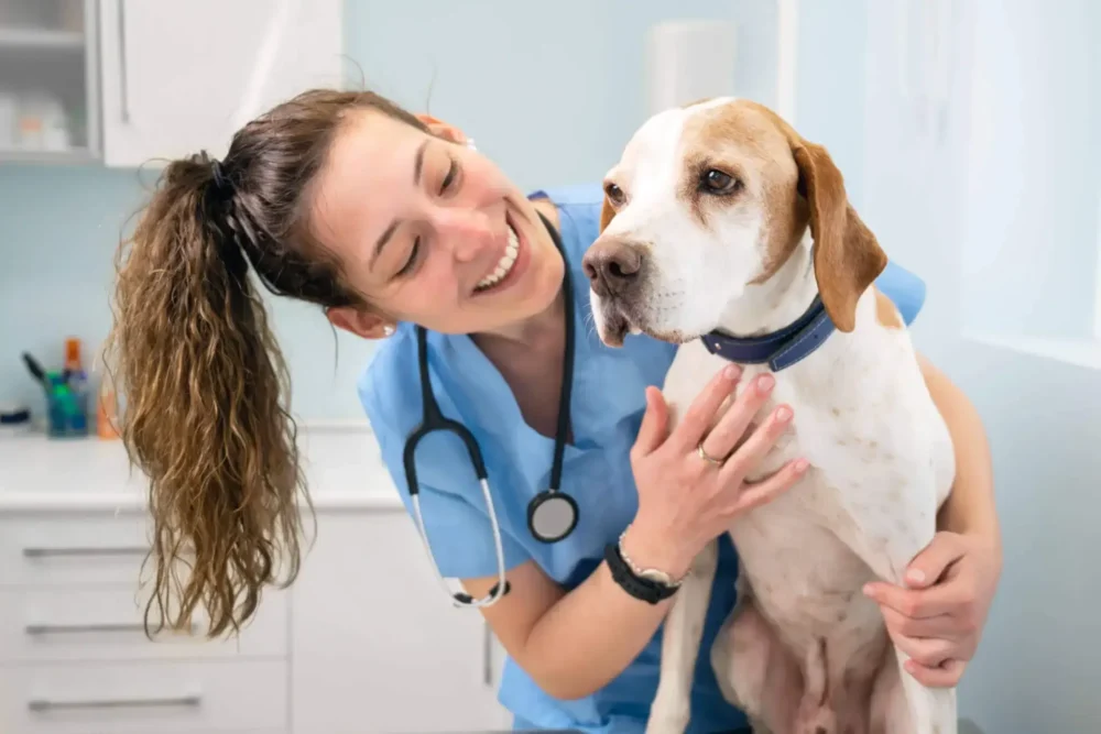 Veterinary Instruments